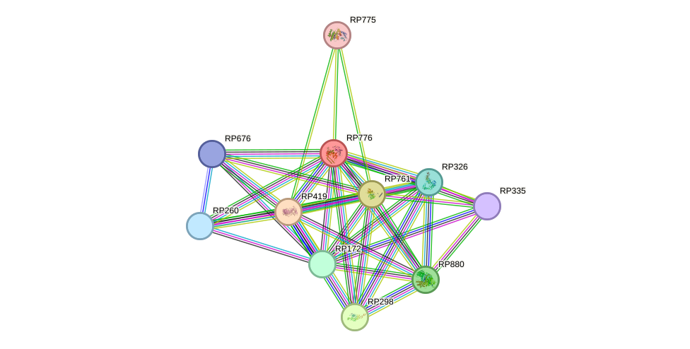 STRING protein interaction network