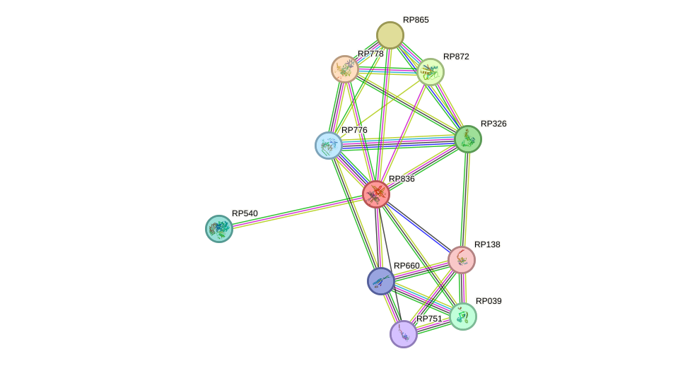 STRING protein interaction network