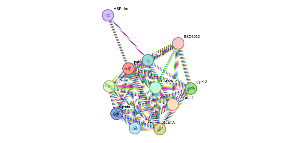 STRING protein interaction network