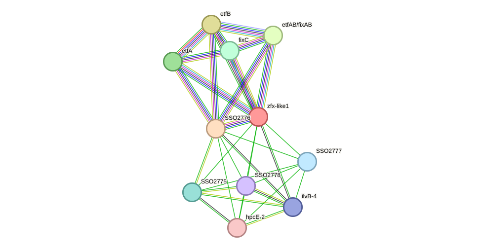 STRING protein interaction network