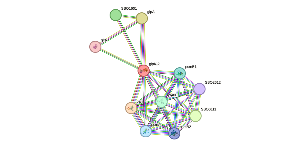 STRING protein interaction network