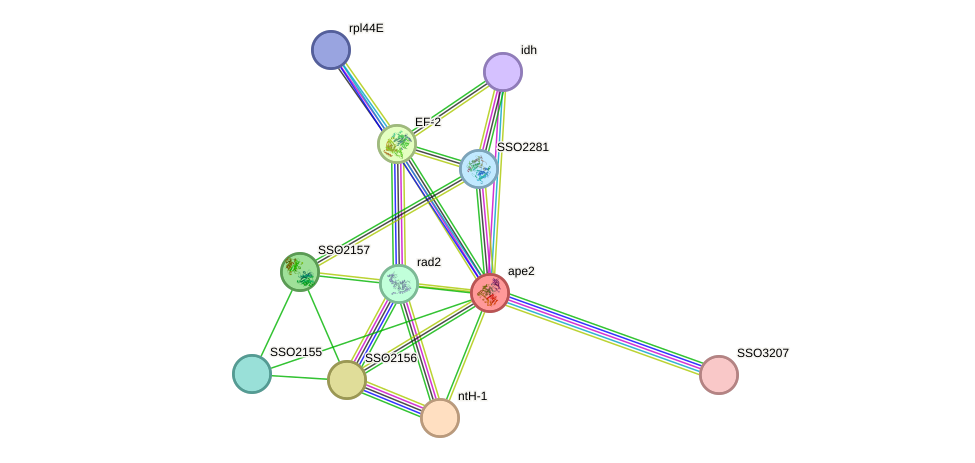 STRING protein interaction network