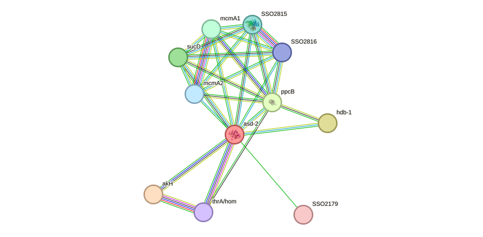 STRING protein interaction network