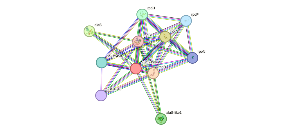 STRING protein interaction network