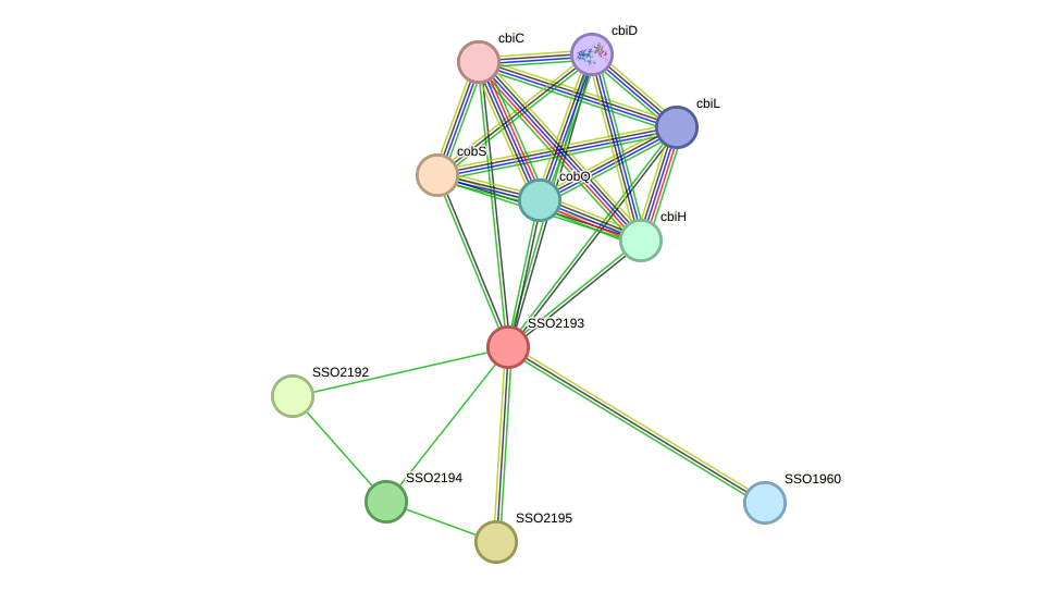 STRING protein interaction network
