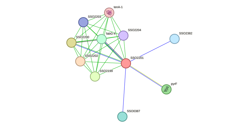 STRING protein interaction network