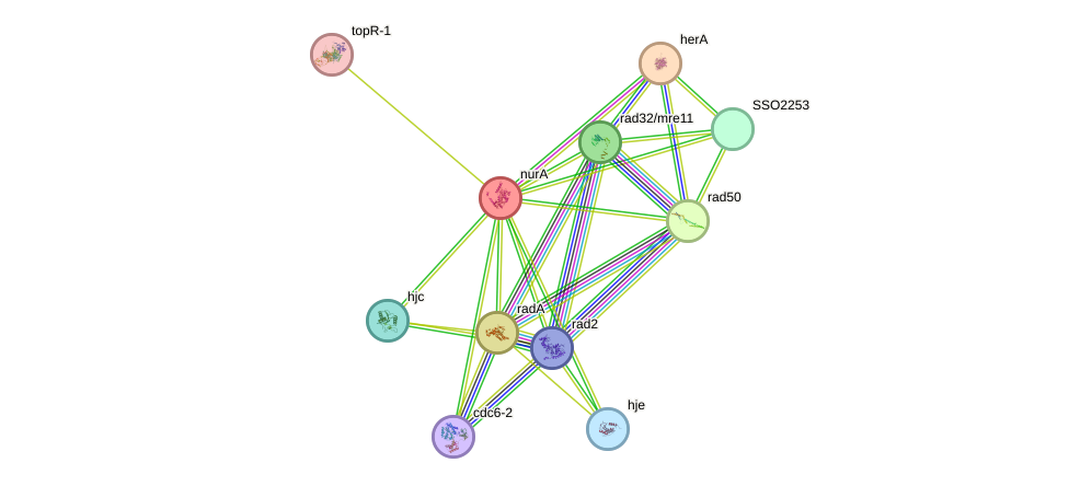 STRING protein interaction network