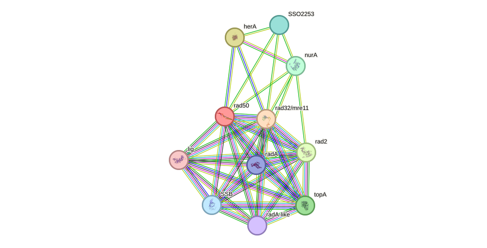 STRING protein interaction network