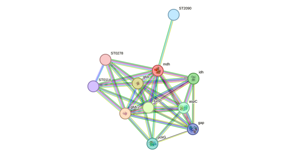 STRING protein interaction network