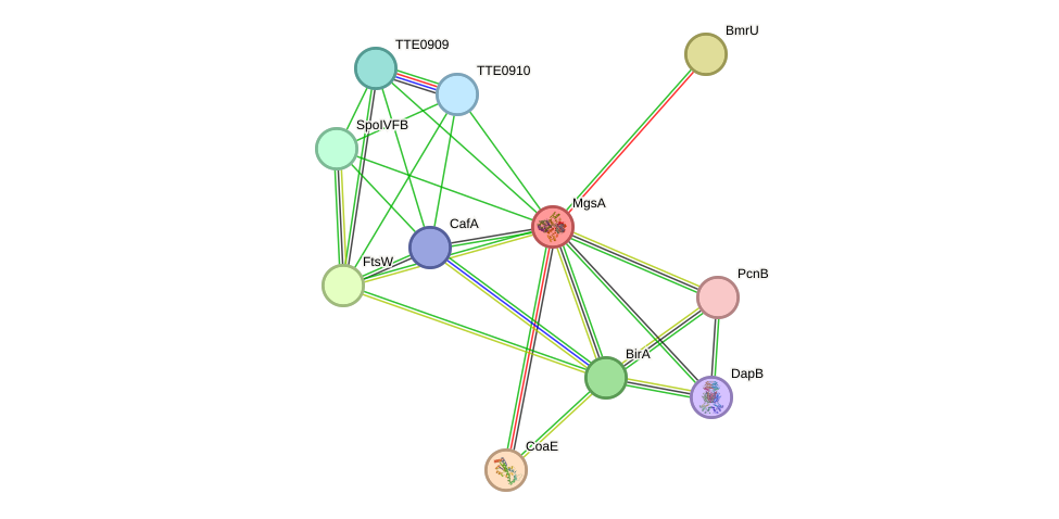 STRING protein interaction network