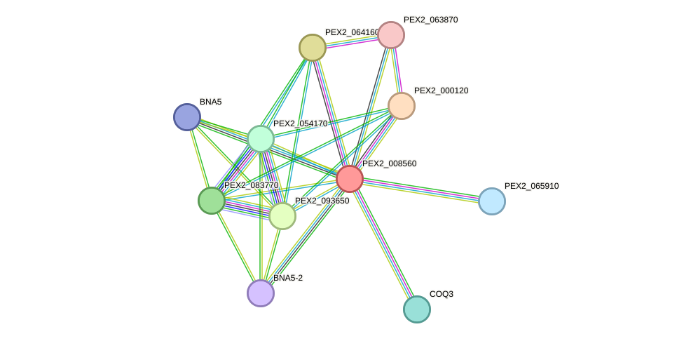 STRING protein interaction network