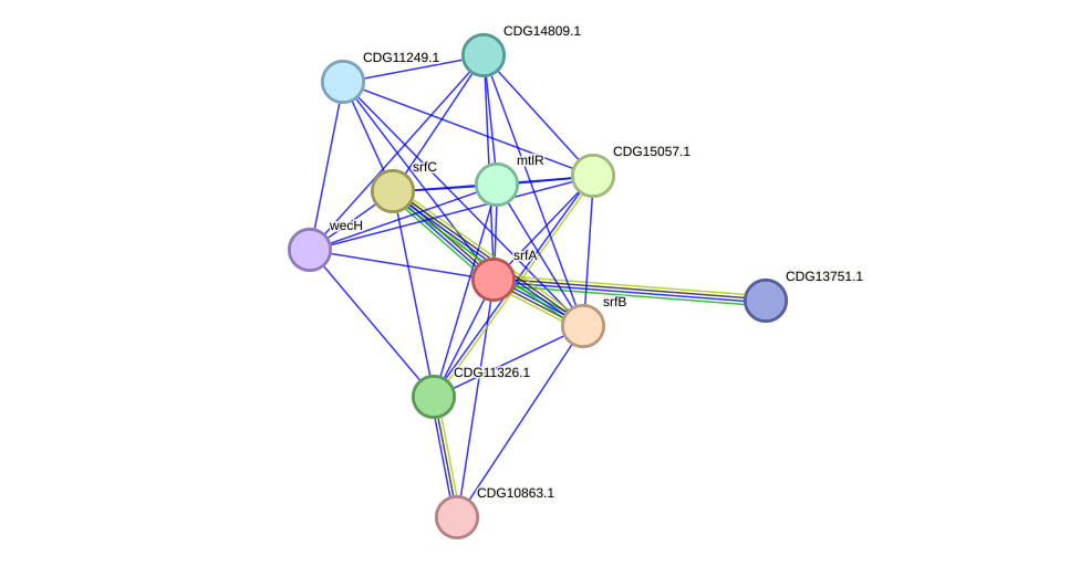 STRING protein interaction network