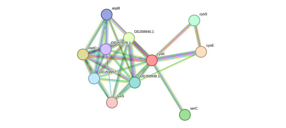 STRING protein interaction network