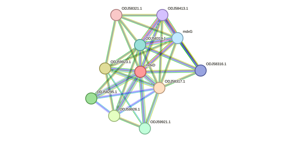 STRING protein interaction network