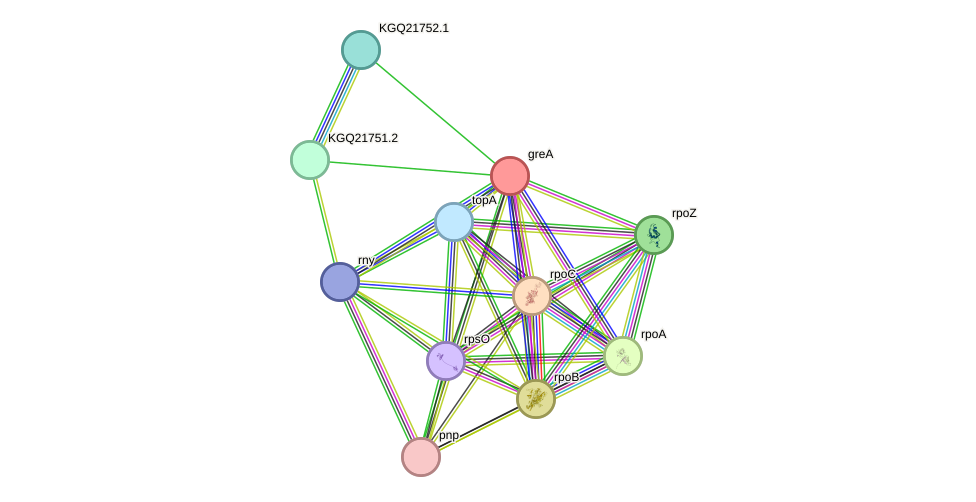 STRING protein interaction network