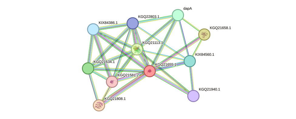 STRING protein interaction network