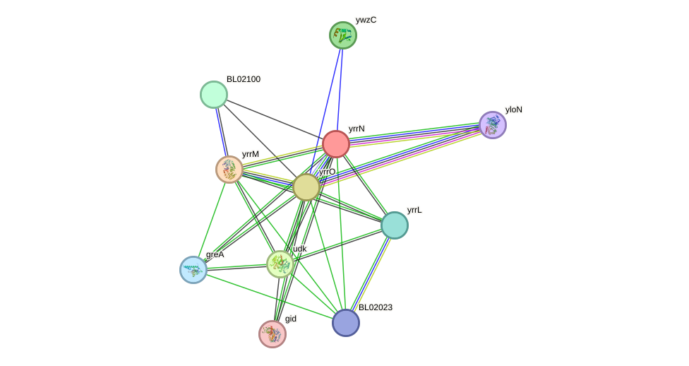STRING protein interaction network