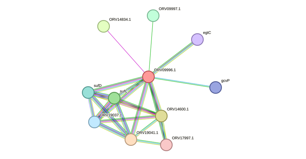 STRING protein interaction network