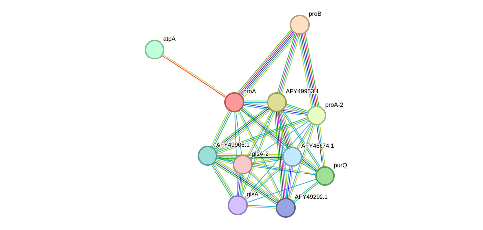 STRING protein interaction network