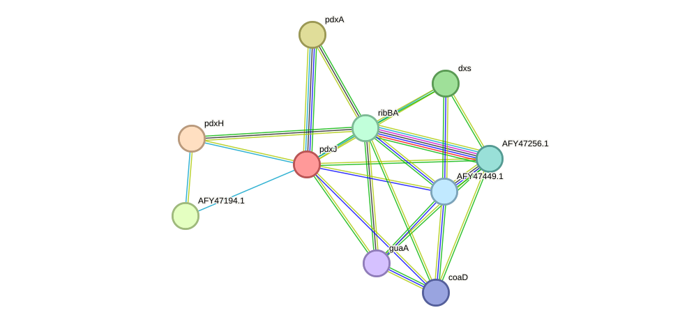 STRING protein interaction network