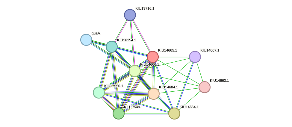 STRING protein interaction network