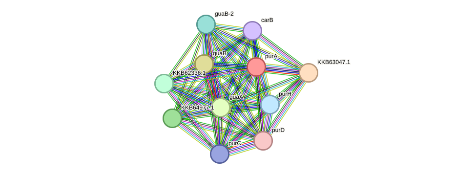STRING protein interaction network