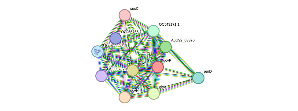 STRING protein interaction network