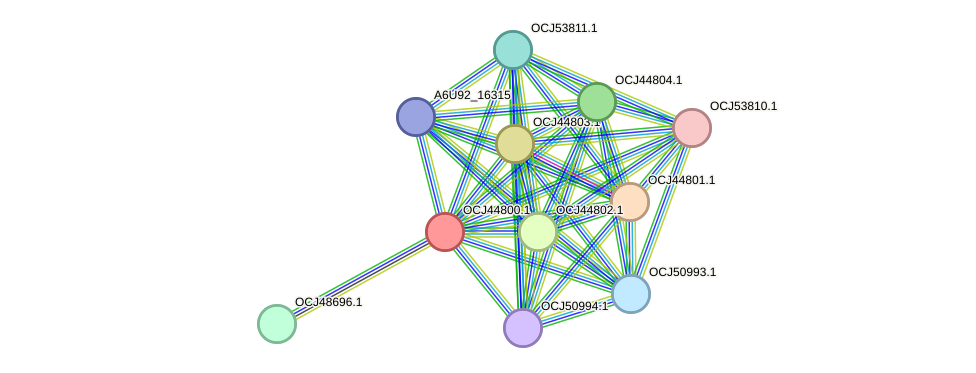 STRING protein interaction network