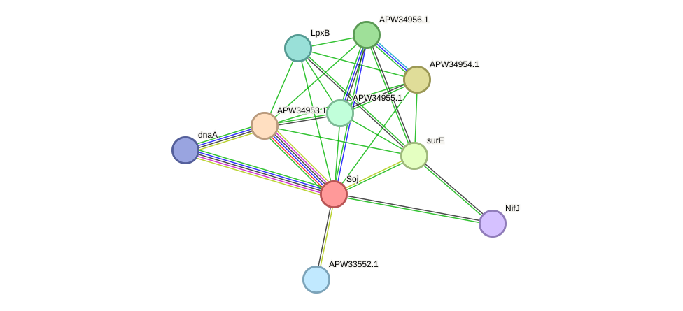 STRING protein interaction network