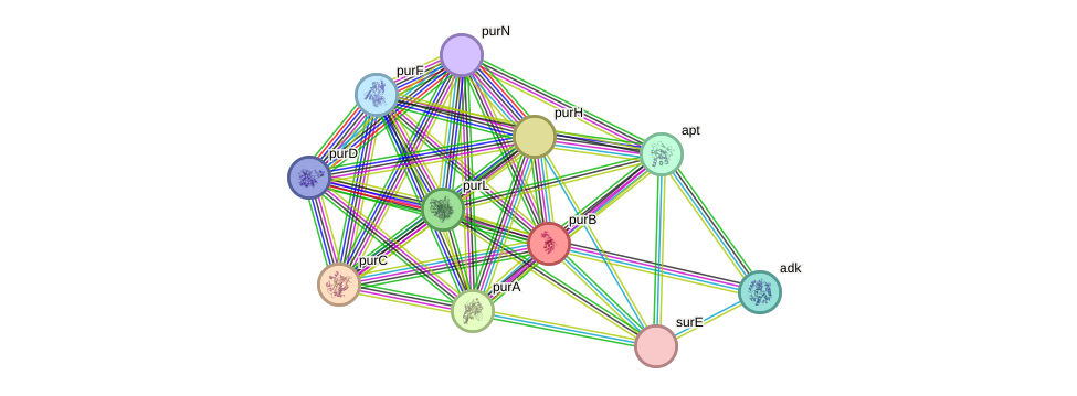 STRING protein interaction network