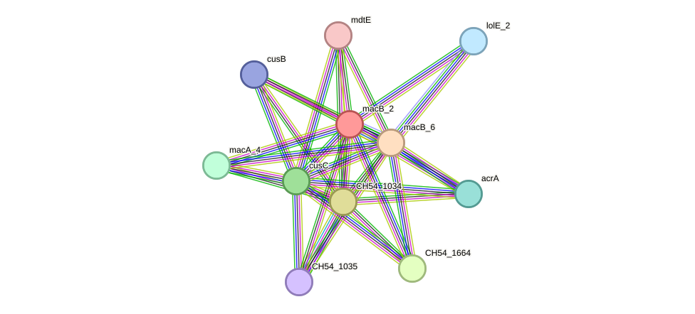 STRING protein interaction network