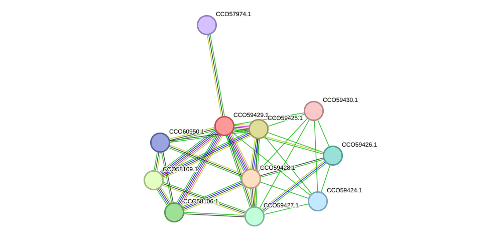 STRING protein interaction network