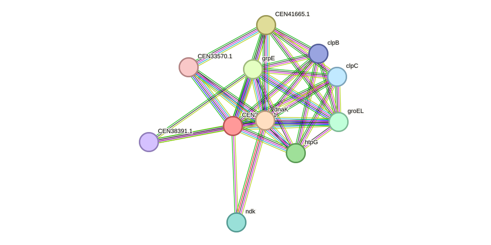 STRING protein interaction network