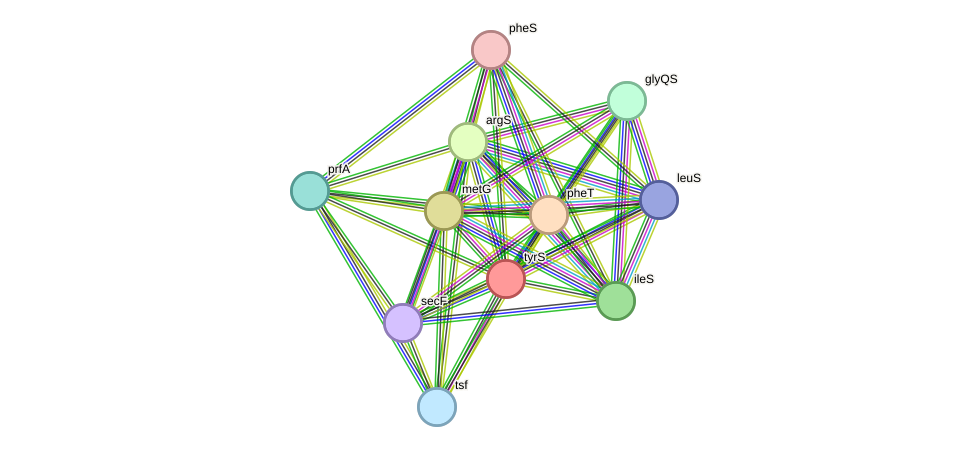 STRING protein interaction network