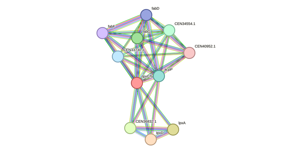 STRING protein interaction network