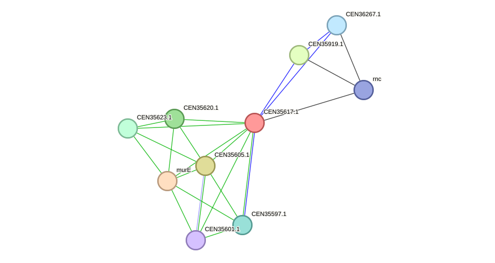 STRING protein interaction network