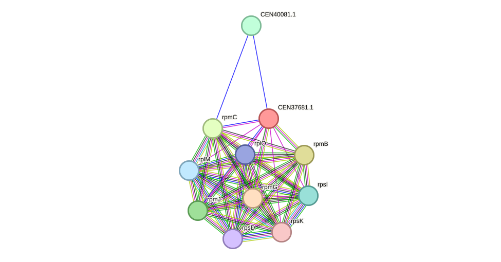 STRING protein interaction network