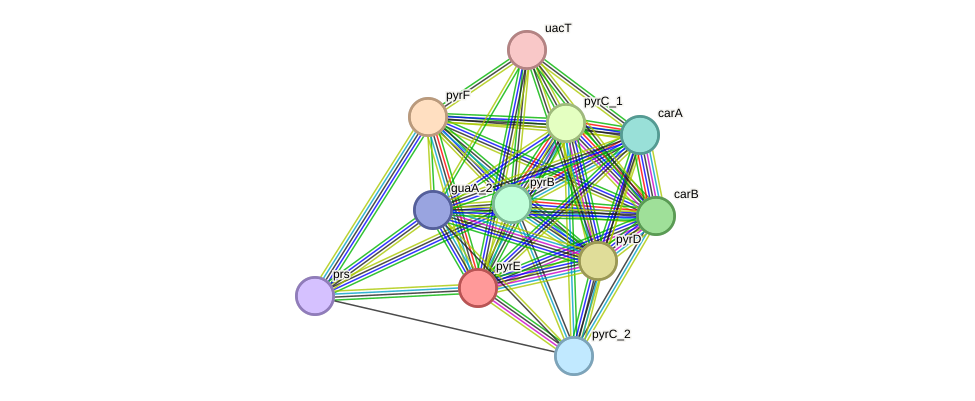 STRING protein interaction network