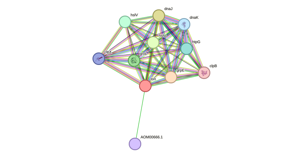 STRING protein interaction network