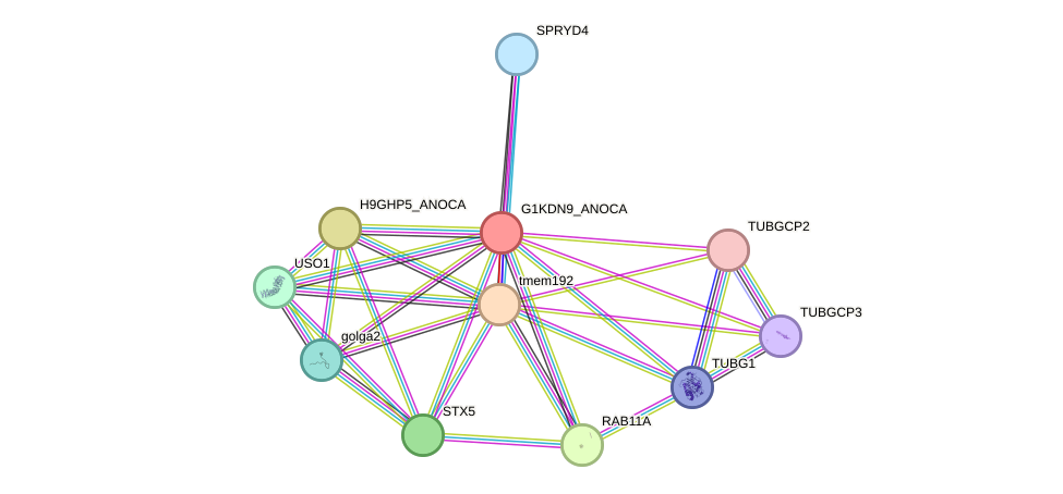 STRING protein interaction network