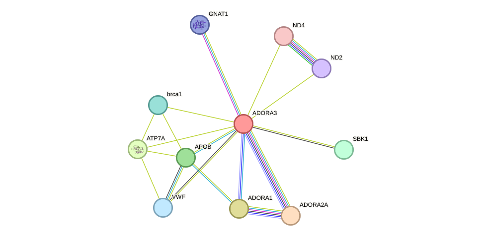 STRING protein interaction network