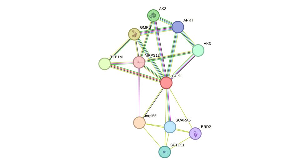 STRING protein interaction network