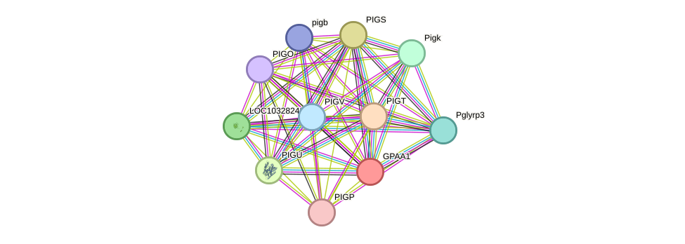 STRING protein interaction network