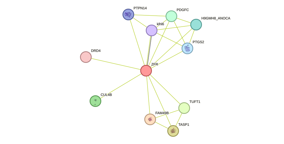 STRING protein interaction network