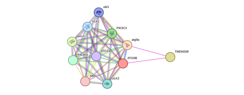 STRING protein interaction network