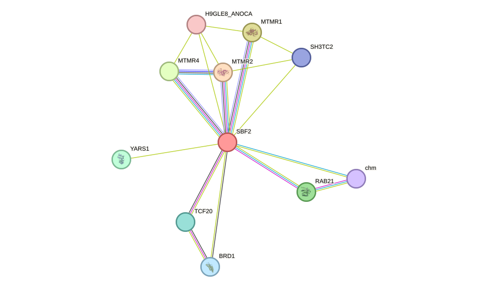 STRING protein interaction network