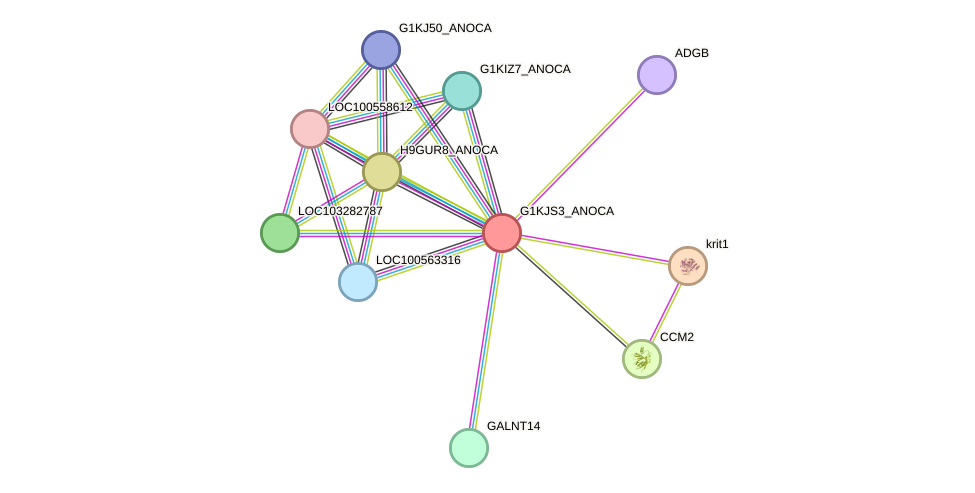 STRING protein interaction network