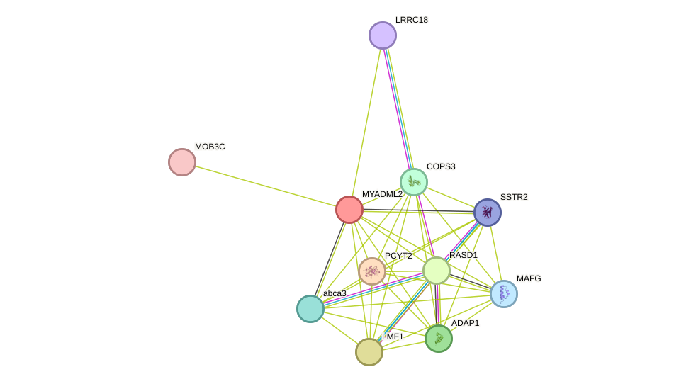 STRING protein interaction network