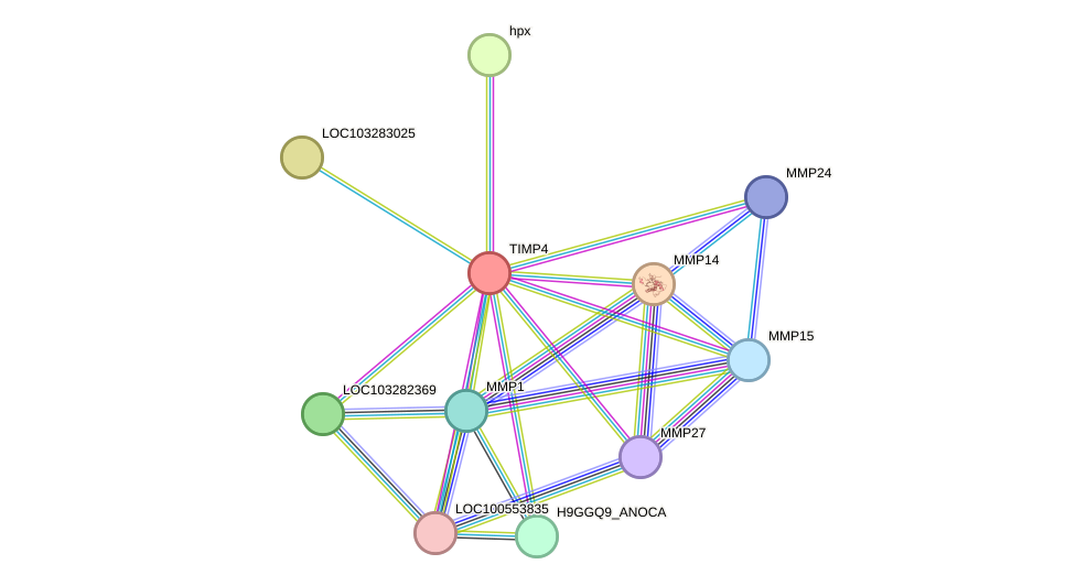 STRING protein interaction network