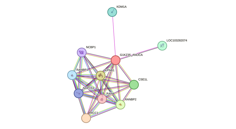 STRING protein interaction network